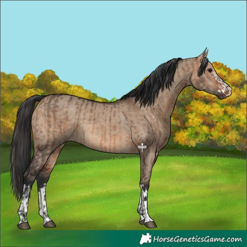 Horse Color:Brown Dun  and Brown Dun 