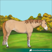 Horse Color:Red Dun Splash 