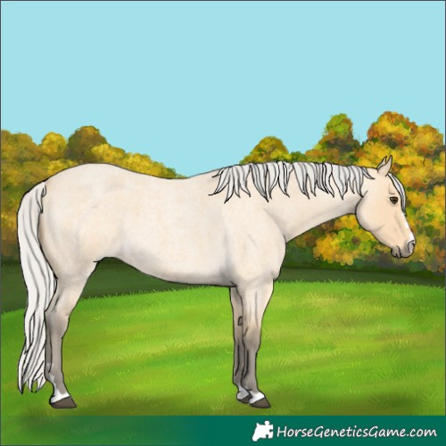 Horse Color:Silver Buckskin Roan 