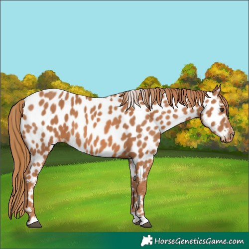 Horse Color:Chestnut Appaloosa 