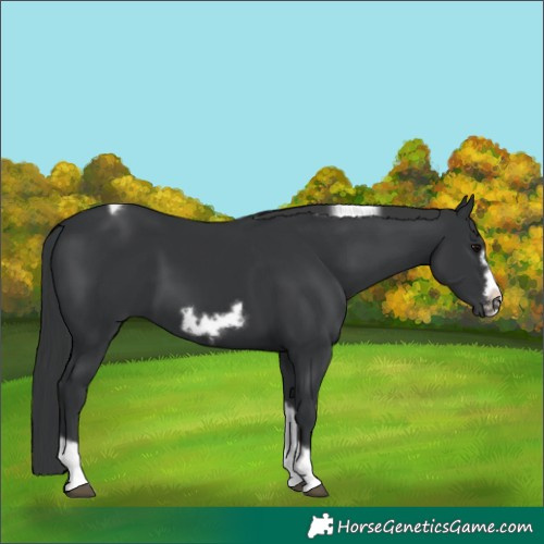 Horse Color:Black Tobiano Frame 