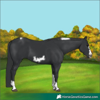 Horse Color:Black Tobiano Frame
