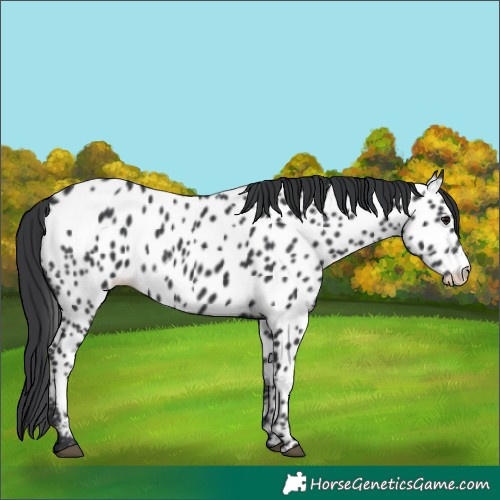 Horse Color:Black Appaloosa