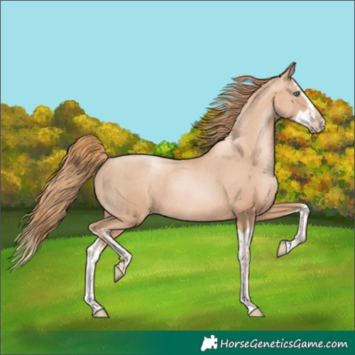 Horse Color:Gold Champagne Pearl Rabicano  and Gold Champagne Pearl Splash Rabicano 