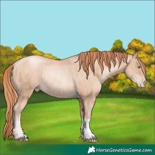 Horse Color:Gold Champagne Pearl Rabicano  and Amber Champagne Pearl Rabicano 