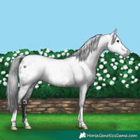 Horse Color:Gray Black Appaloosa 
