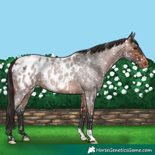 Horse Color:Bay Roan Appaloosa 