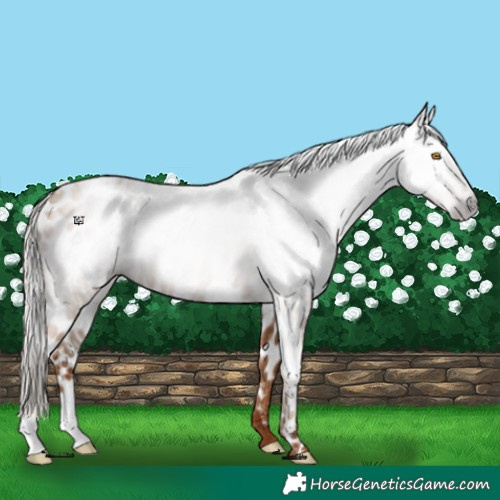 Horse Color:Gray Silver Classic Champagne Appaloosa