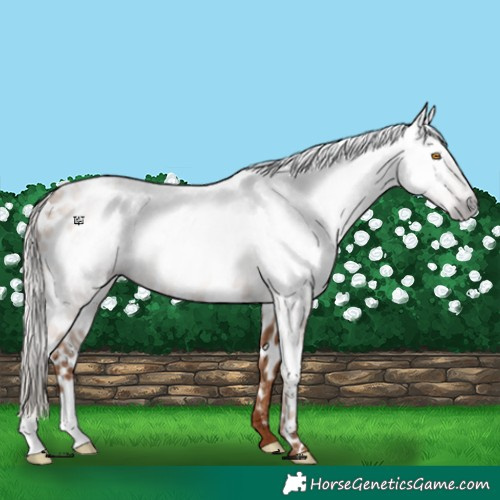 Horse Color:Gray Silver Classic Champagne Near Leopard