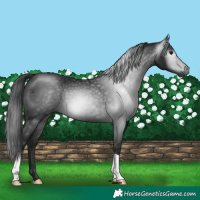 Horse Color:Gray Black