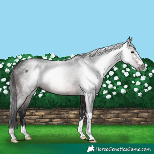 Horse Color:Gray Bay