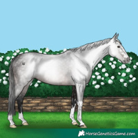 Horse Color:Gray Bay