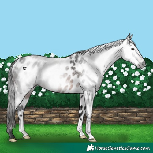 Horse Color:Gray Bay Appaloosa