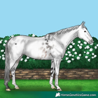 Horse Color:Gray Bay Appaloosa