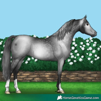Horse Color:Gray Black