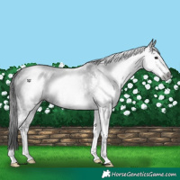 Horse Color:Gray White Spotted Black 