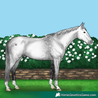 Horse Color:Gray Black 