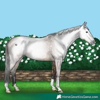 Horse Color:Gray Brown Dun 