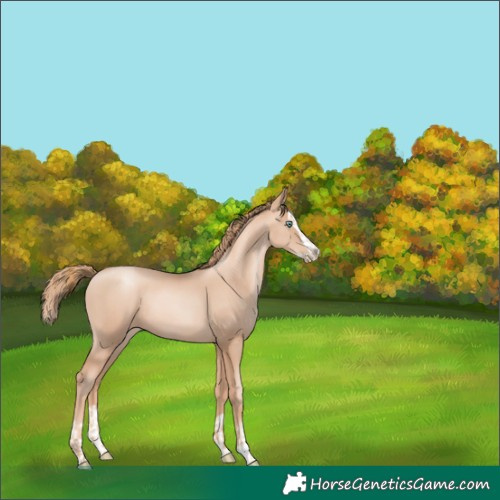 Horse Color:Gold Champagne Pearl Rabicano  and Gold Champagne Pearl Splash Rabicano 