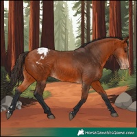Horse Color:Bay Appaloosa 
