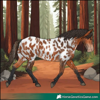 Horse Color:Bay Appaloosa 