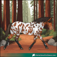 Horse Color:Bay Appaloosa