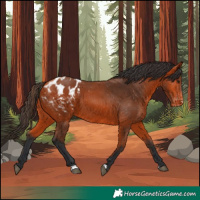 Horse Color:Bay Appaloosa