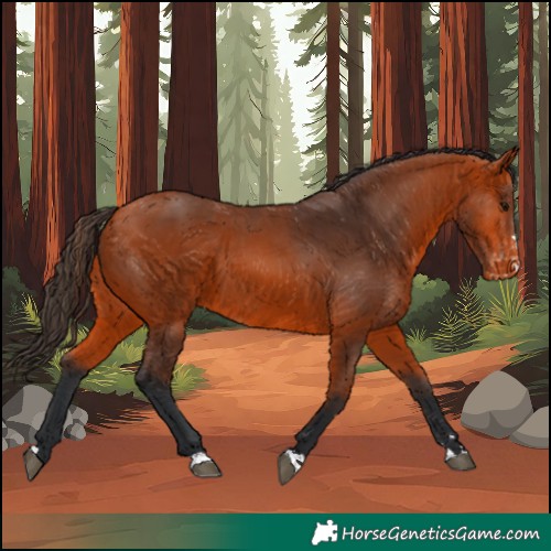 Horse Color:Bay Appaloosa 