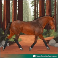 Horse Color:Bay Appaloosa 