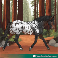 Horse Color:Brown Appaloosa