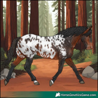 Horse Color:Brown Appaloosa 