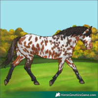 Horse Color:Bay Appaloosa 