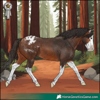 Horse Color:Bay Splash Appaloosa