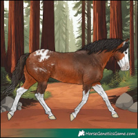 Horse Color:Bay Splash Appaloosa 