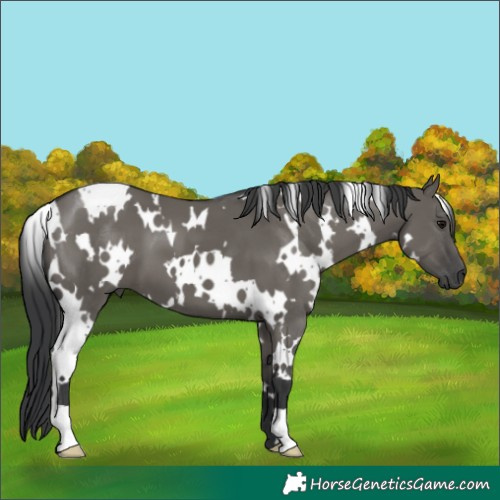Horse Color:White Spotted Grullo 