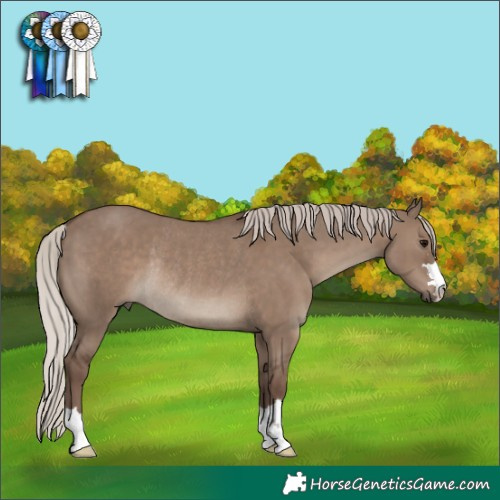 Horse Color:Silver Grullo Rabicano 