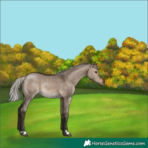 Horse Color:Silver Brown Dun 