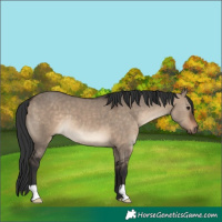 Horse Color:Brown Dun 