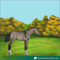 Horse Color:Brown Dun