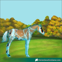 Horse Color:Thunderstruck Buckskin Splash Blanket 