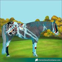 Horse Color:Thunderstruck Smoky Black Splash Appaloosa 