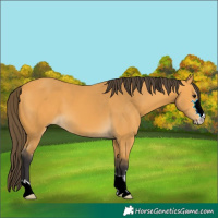 Horse Color:Buckskin