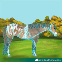 Horse Color:Thunderstruck Buckskin Blanket 
