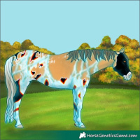 Horse Color:Thunderstruck Buckskin Splash Appaloosa