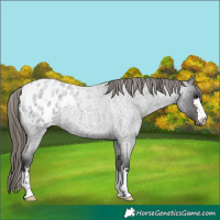 Horse Color:Smoky Blue Roan Blanket