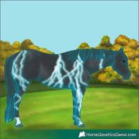Horse Color:Thunderstruck Black