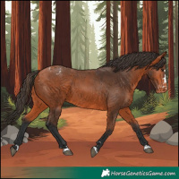 Horse Color:Bay Appaloosa 