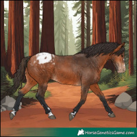 Horse Color:Bay Appaloosa 