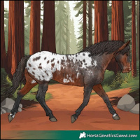 Horse Color:Bay Appaloosa
