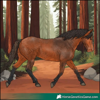 Horse Color:Bay Appaloosa 